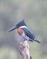 Amazon Kingfisher