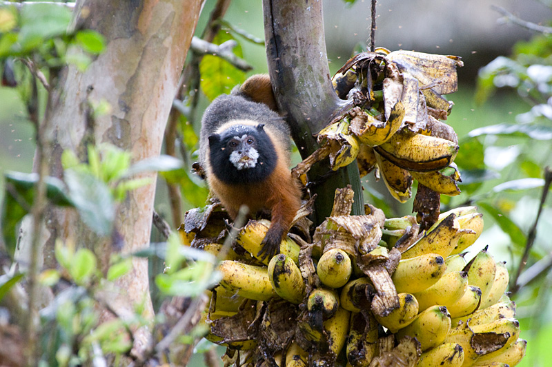 [Golden-mantled Tamarin]