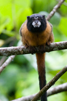 Golden-mantled Tamarin