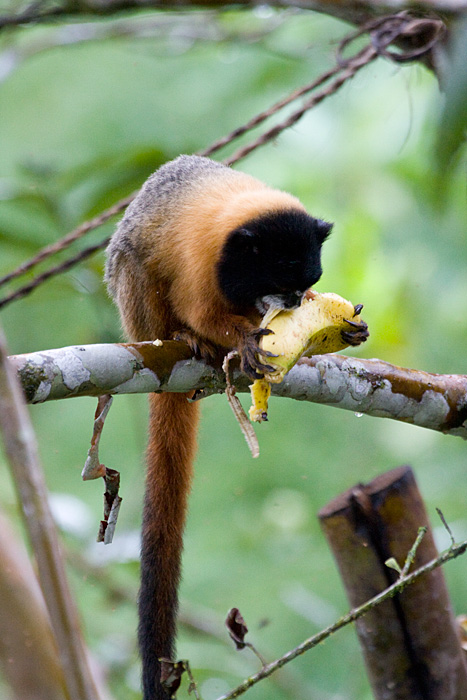 [Golden-mantled Tamarin]