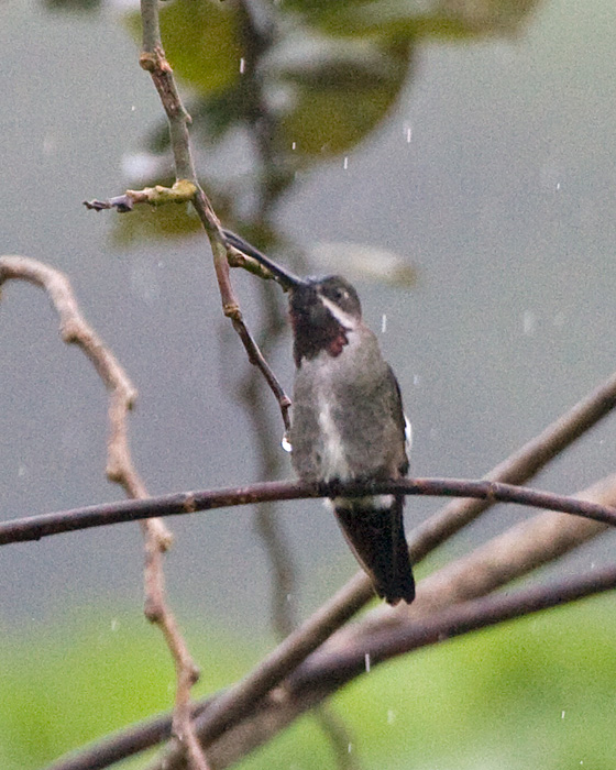 [Long-billed Starthroat]