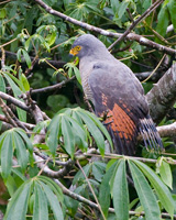 Roadside Hawk