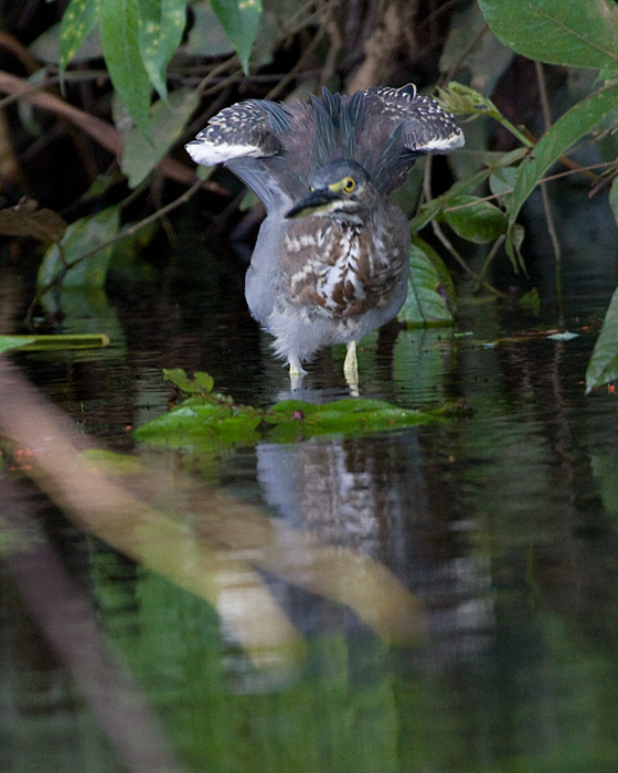 [Striated Heron]