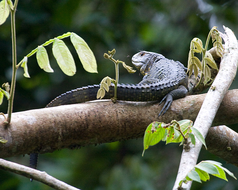 [Caiman Lizard]