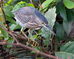 Striated Heron