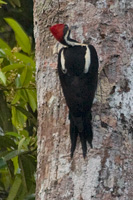 Lineated Woodpecker