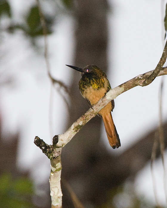 [White-chinned Jacamar]