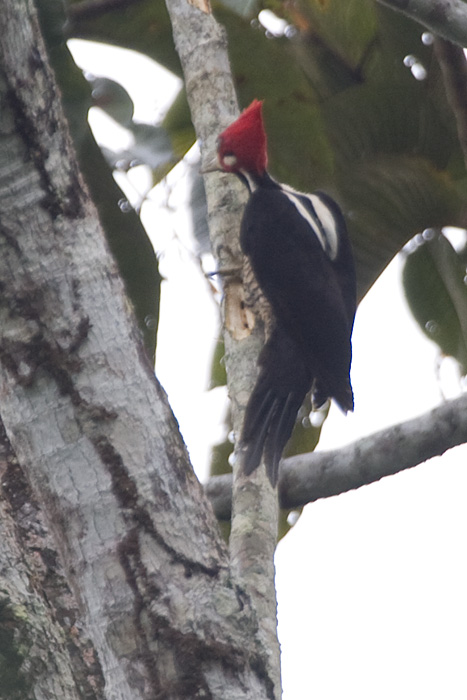 [Crimson-crested Woodpecker]