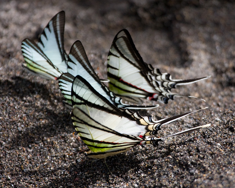 [Swallowtail Butterflies]