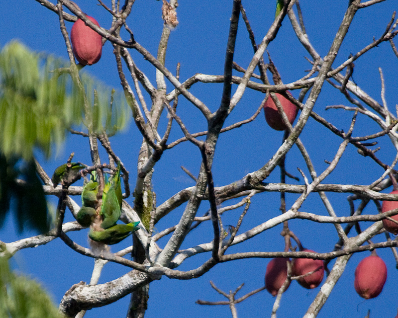 [Cobalt-winged Parakeets]