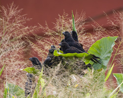 Smooth-billed Anis