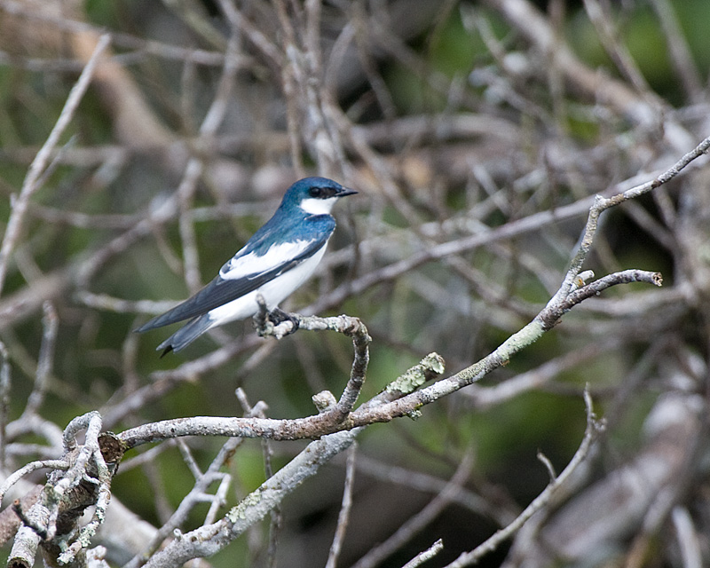 [White-winged Swallow]