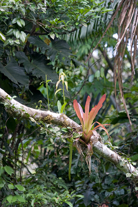 [Bromeliad over the Creek]