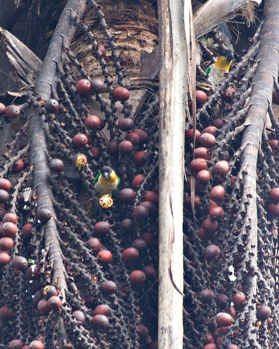 [Black-headed Parrots]