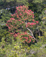 Flowering Tree