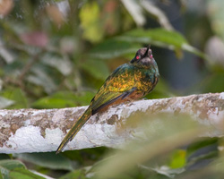 White-chinned Jacamar