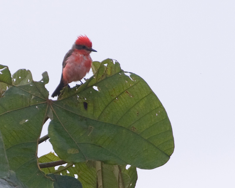 [Vermilion Flycatcher]