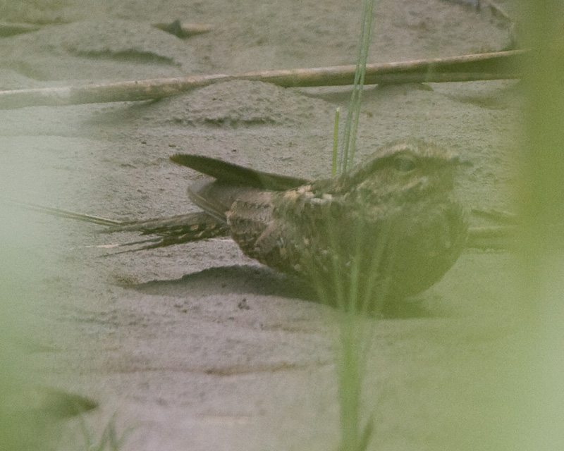 [Ladder-tailed Nightjar]