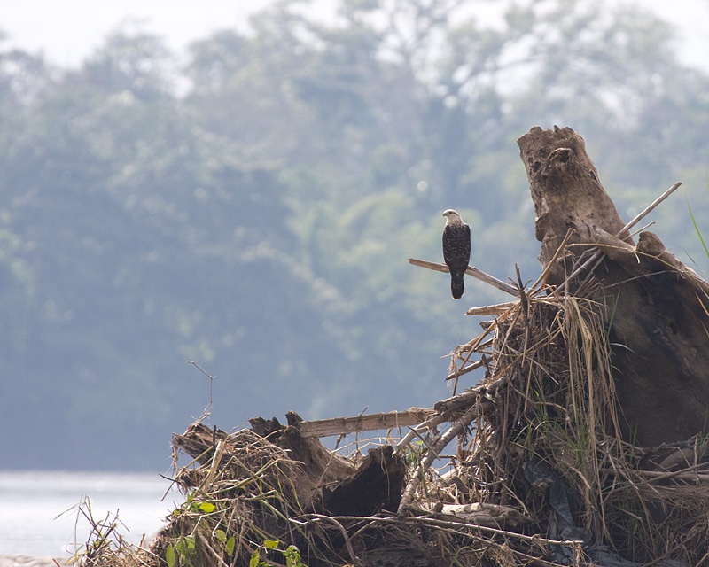 [Yellow-headed Caracara]