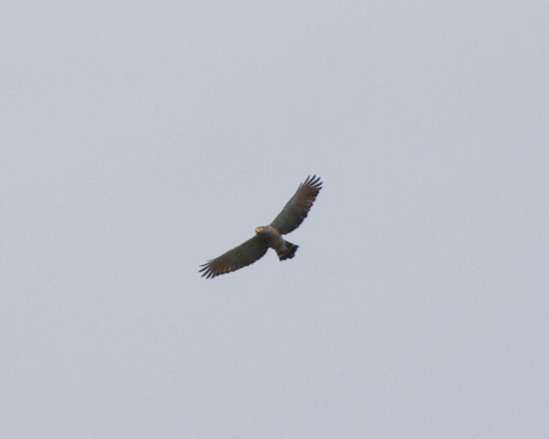 [Roadside Hawk]