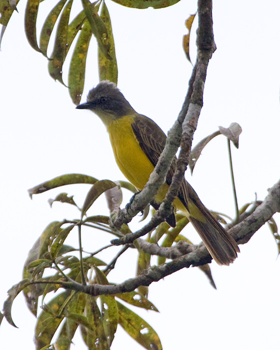 [Gray-capped Flycatcher]