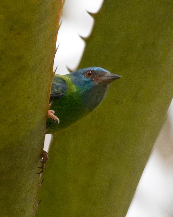 [Blue Dacnis]