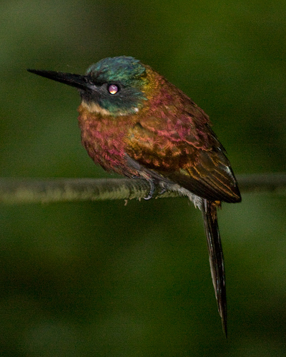 [Purplish Jacamar]