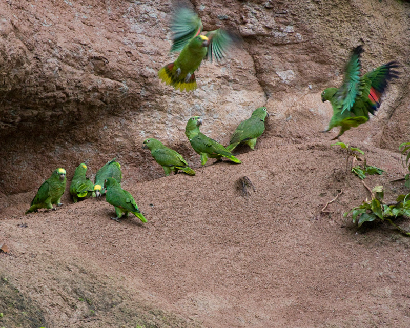 [Yellow-crowned Amazons]