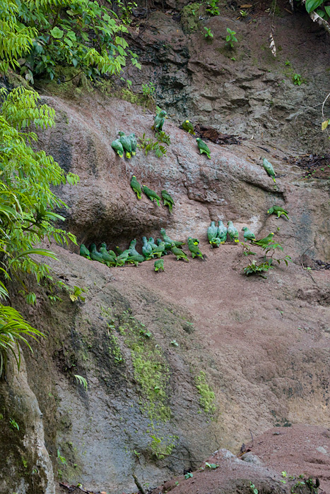 [Saladero with Parrots]