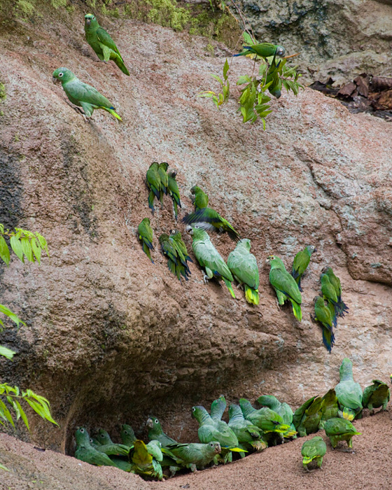 [Parrots at Saladero]