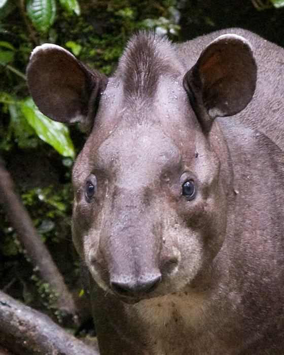 [Brazilian Tapir]