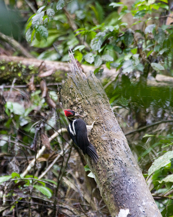 [Lineated Woodpecker]