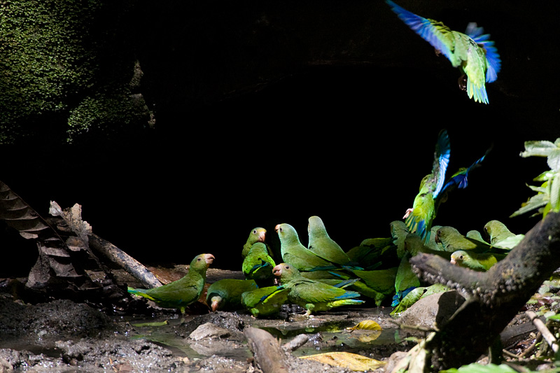 [Cobalt-winged Parakeets]