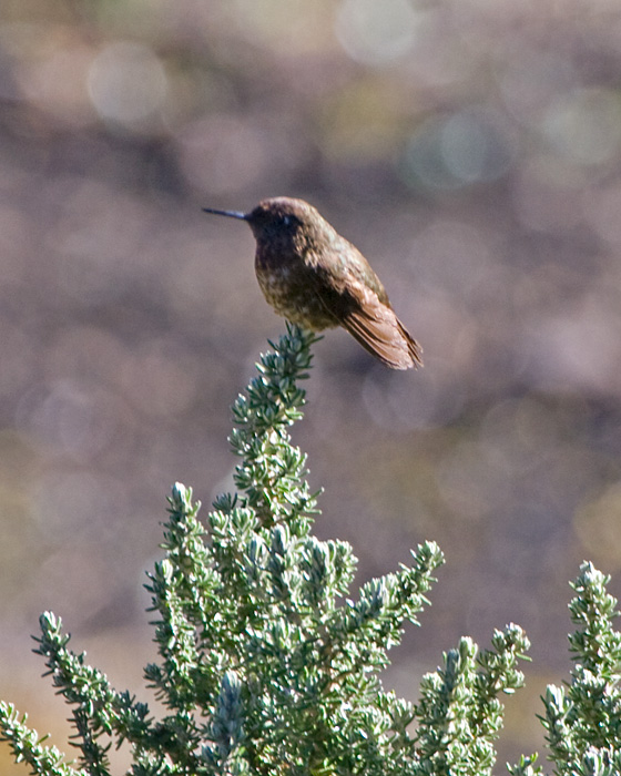 [Violet-throated Metaltail]