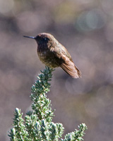 Violet-throated Metaltail