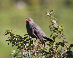 Great Thrush