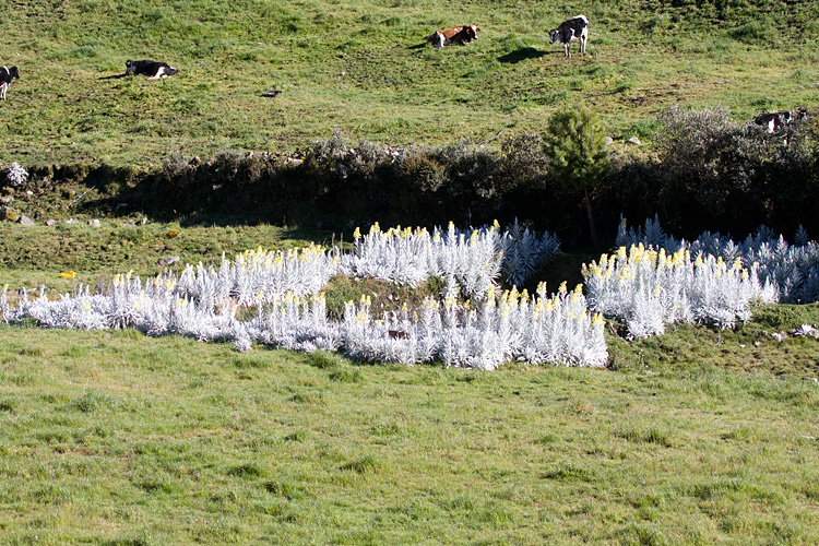 [Asters and Cattle]