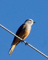 Red-rumped Bush-Tyrant