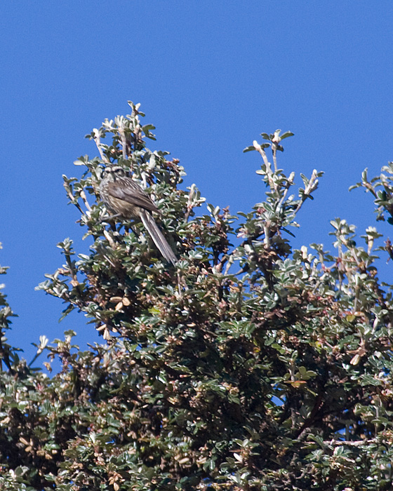 [Andean Tit-Spinetail]