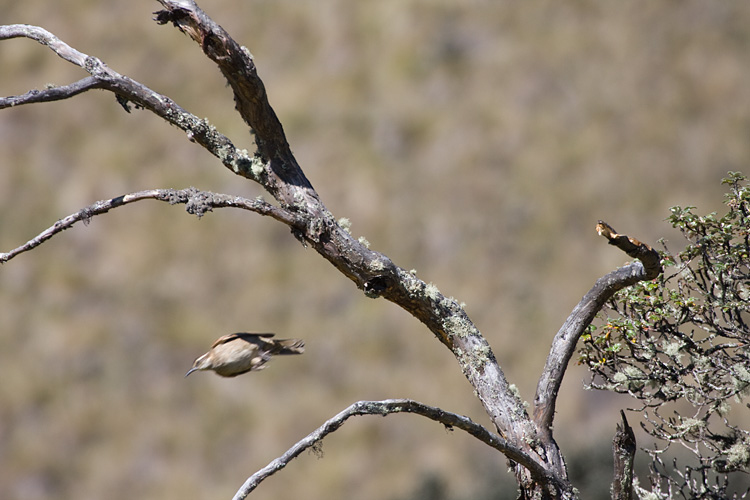 [Stout-billed Cinclodes in Flight]