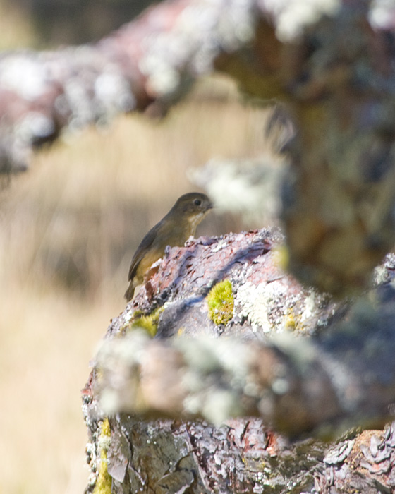 [Tawny Antpitta]