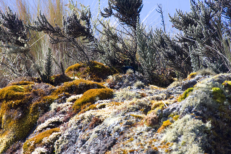 [Outcrop Vegetation]