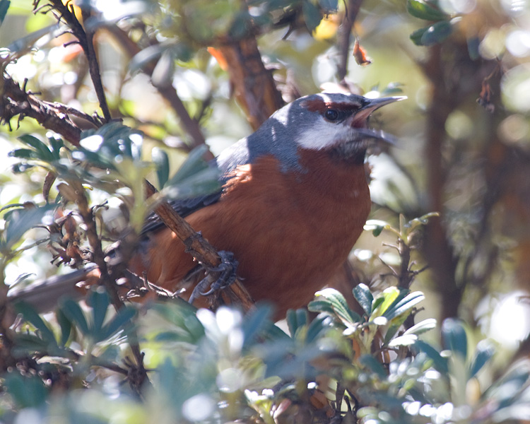 [Giant Conebill]