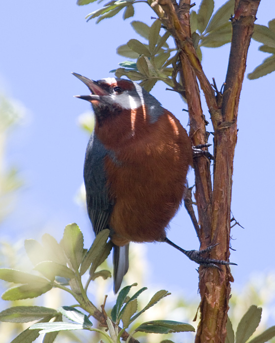 [Giant Conebill]