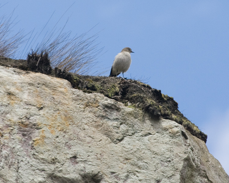 [Paramo (Plain-capped) Ground-Tyrant]