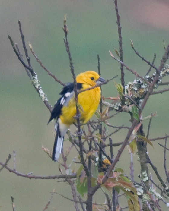 [Golden-bellied Grosbeak]