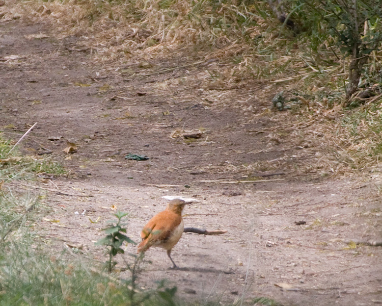 [Pacific (Pale-legged) Hornero]