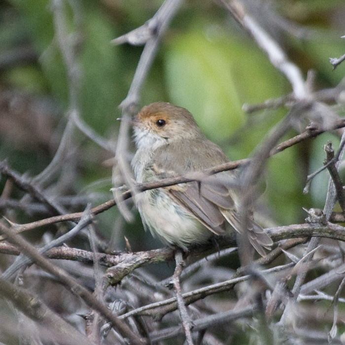 [Tawny-crowned Pygmy-Tyrant]