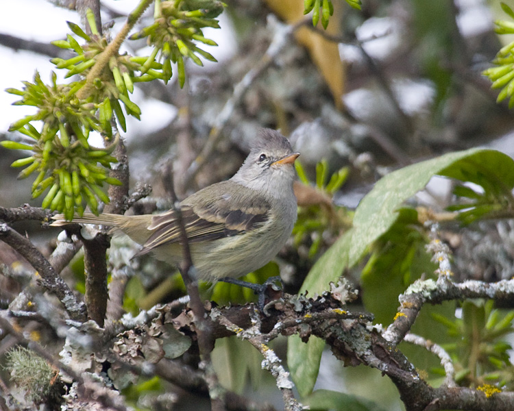 [Southern Beardless-Tyrannulet]