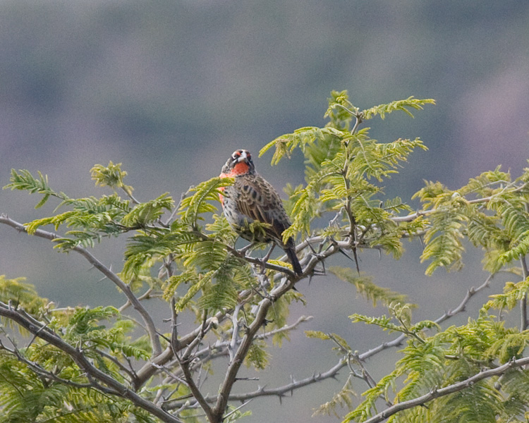 [Peruvian Meadowlark]